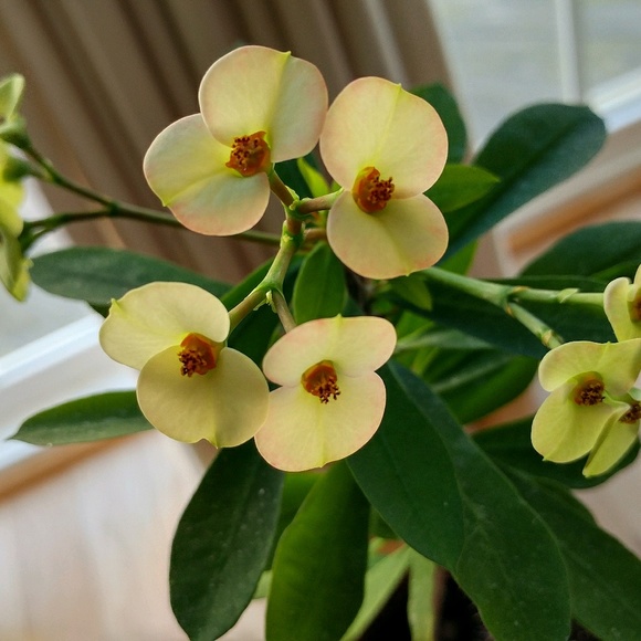 Meet your Posher, Anne - Picture 1 of 1